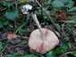 Ragadós bocskorosgomba (Volvopluteus gloiocephalus), Budai-hegység
